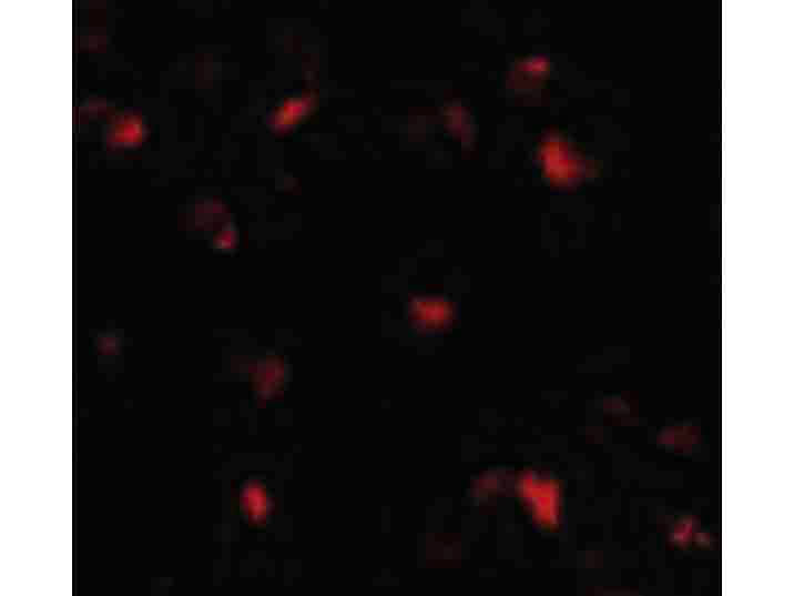 Immunofluorescence of PHAP I Antibody