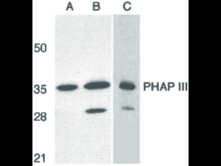 Western Blot of PHAP III Antibody