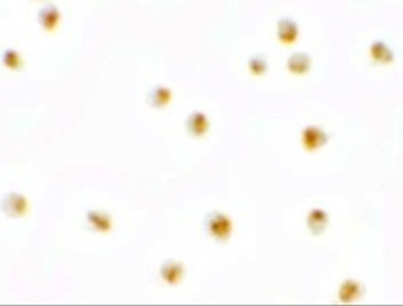 Immunocytochemistry of PIERCE1