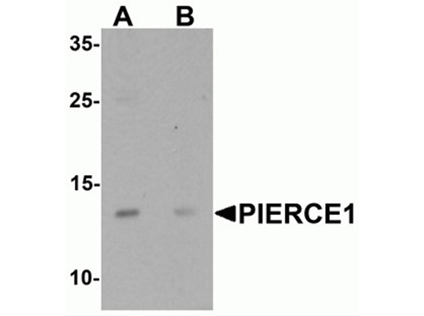 Western blot analysis of PIERCE1