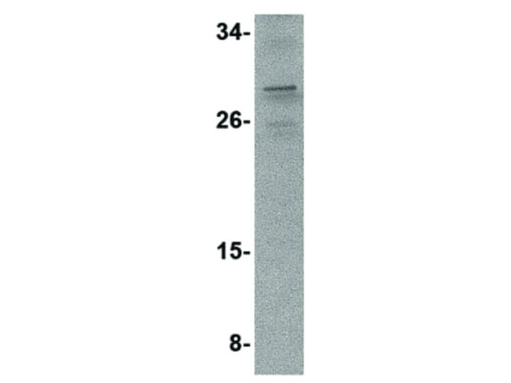 Western Blot of PIG-Y Antibody