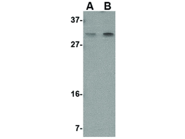 Western Blot of PIG-Y Antibody