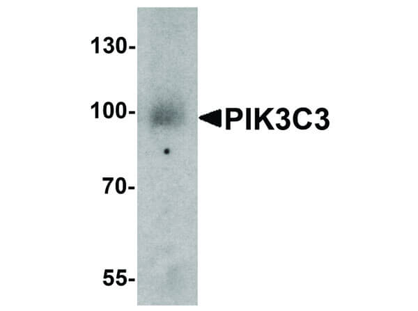 Western Blot of PIK3C3 Antibody