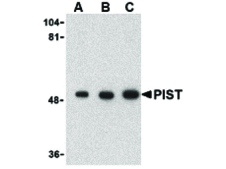 Western Blot of PIST Antibody