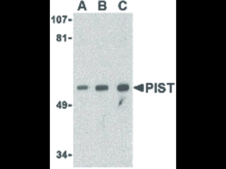 Western Blot of PIST Antibody