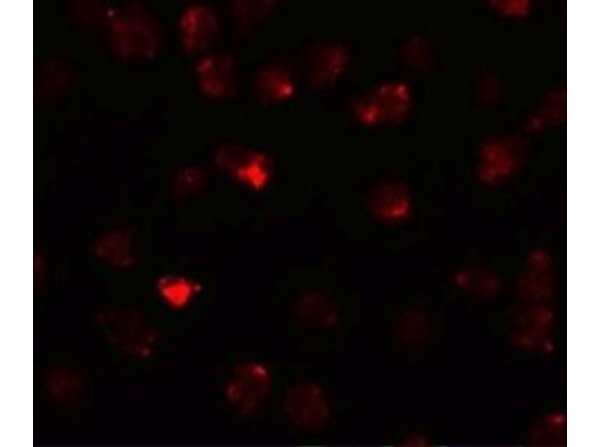 Immunofluorescence of PIWI-L3