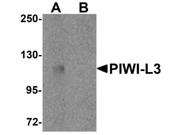 Western blot analysis of PIWI-L3