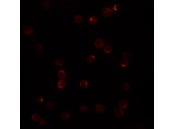 Immunofluorescence of PLAC2