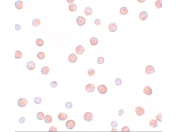 Immunocytochemistry of PLAC3