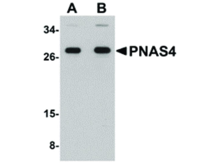 Western Blot of PNAS4 Antibody