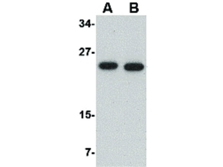 Western Blot of POFUT1 Antibody