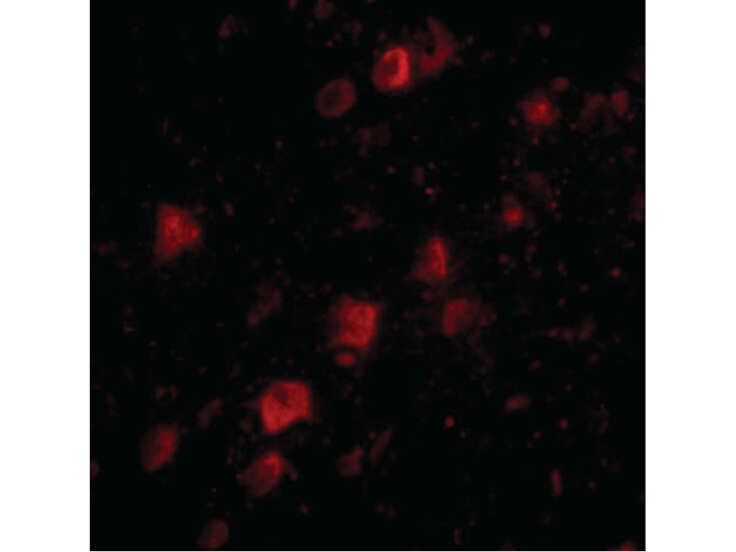 Immunofluorescence of POLR3F Antibody