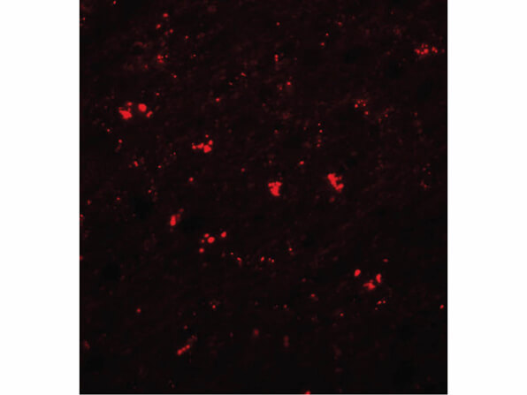 Immunofluorescence of PPAPDC1A Antibody