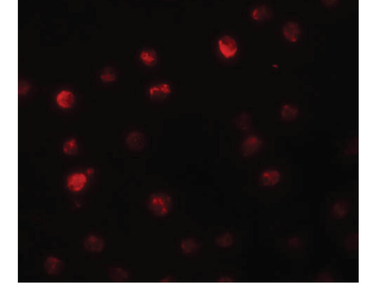 Immunofluorescence of PPAPDC2 Antibody