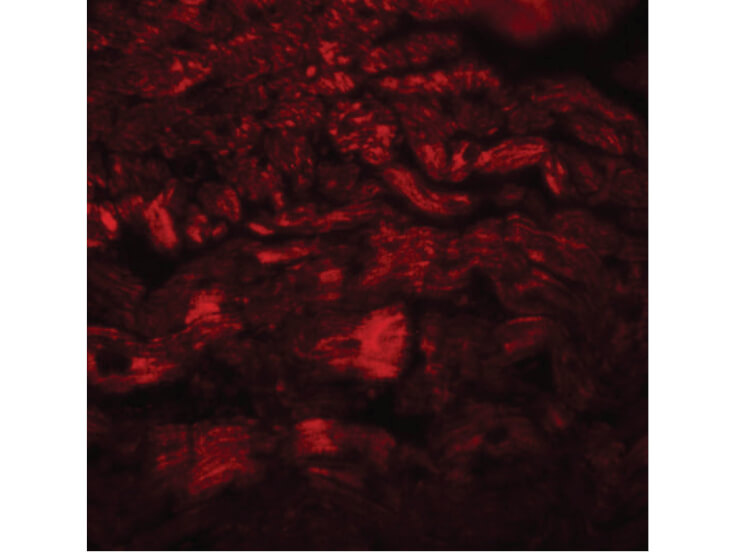 Immunofluorescence of PPAPDC3 Antibody