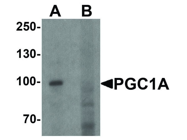 Western Blot of PPARGC1A Antibody