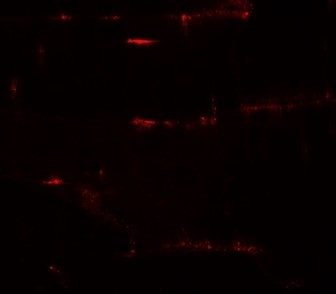 Immunofluorescence of PRC1