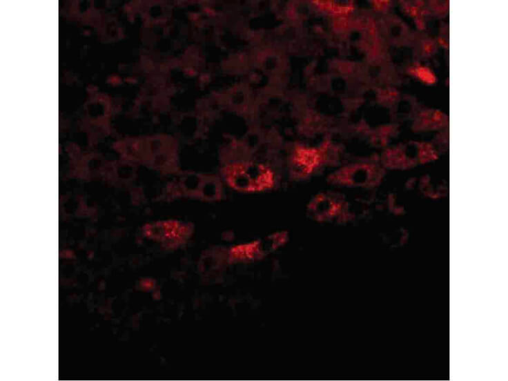 Immunofluorescence of Prosapip2 Antibody
