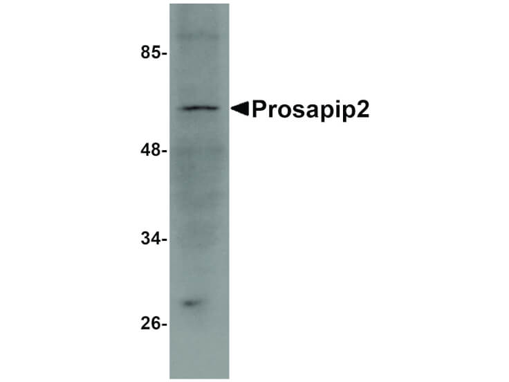 Western Blot of Prosapip2 Antibody