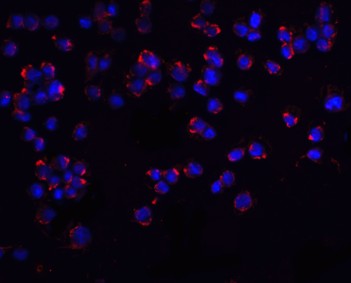 Immunofluorescence of PUMA
