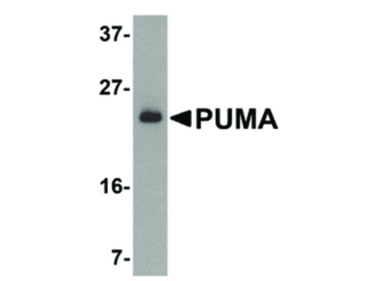 Western Blot of PUMA Antibody