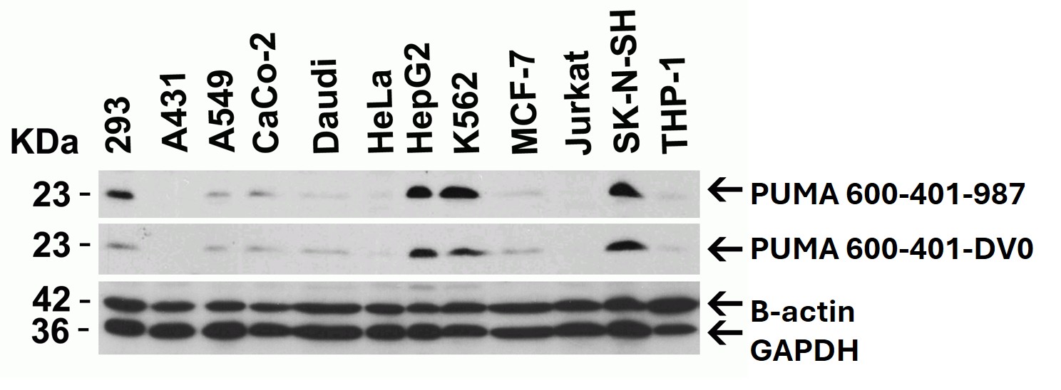Western Blot using PUMA