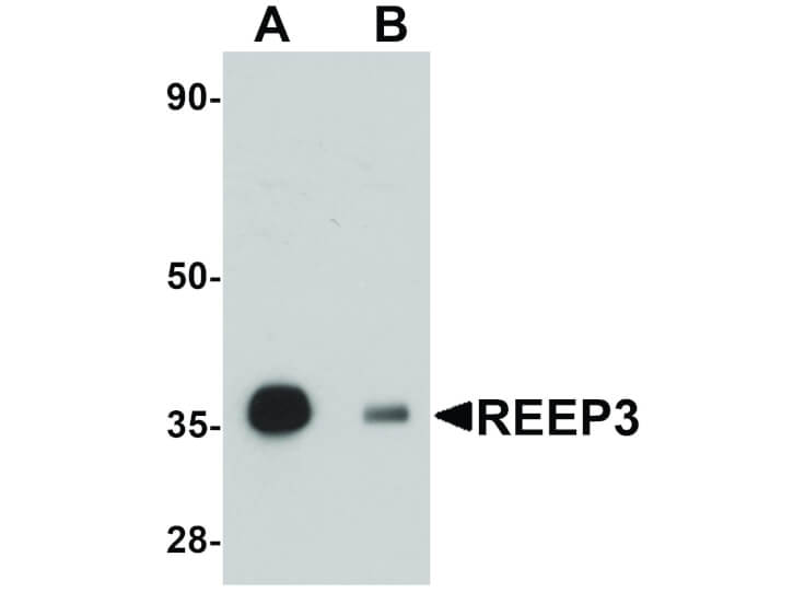 Western Blot of REEP3 Antibody