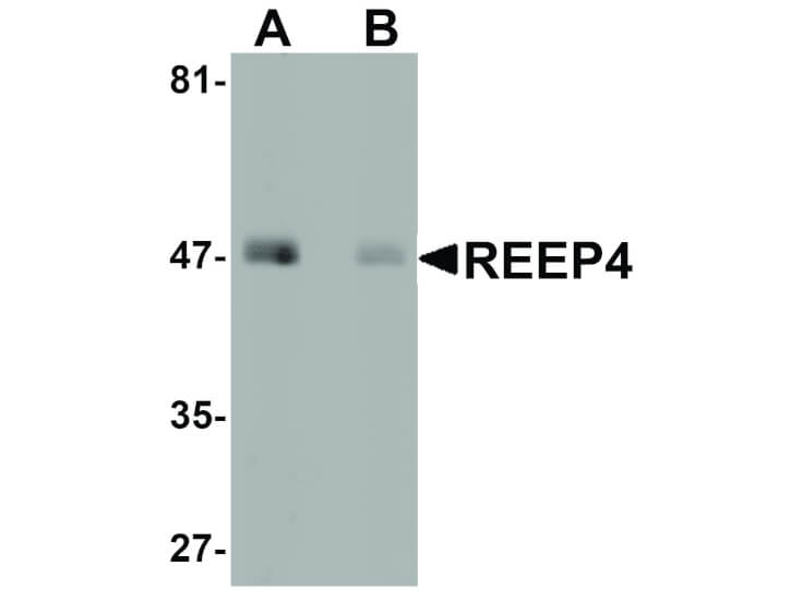 Western Blot of REEP4 Antibody