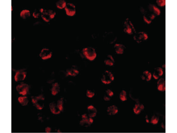 Immunofluorescence of RGS21 Antibody
