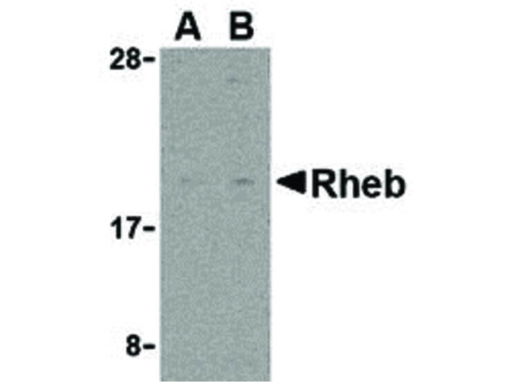 Western Blot of Rheb Antibody