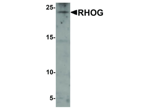 Western Blot of RHOG Antibody