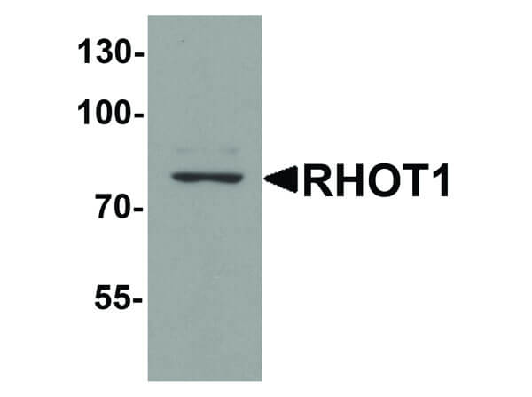 Western Blot of RHOT1 Antibody