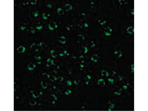 Immunofluorescence of RICK Antibody