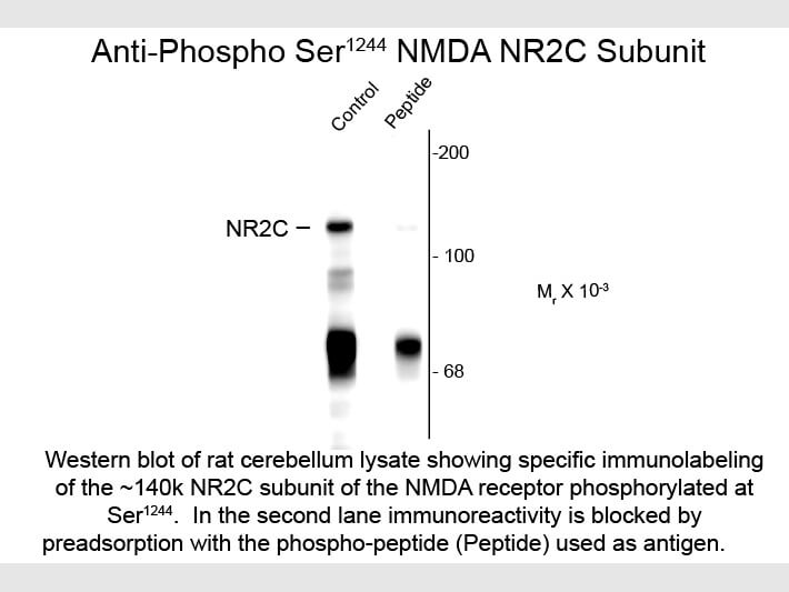 Western blot of Anti-NMDA R2C pS1244 (Rabbit) Antibody - 600-401-D96