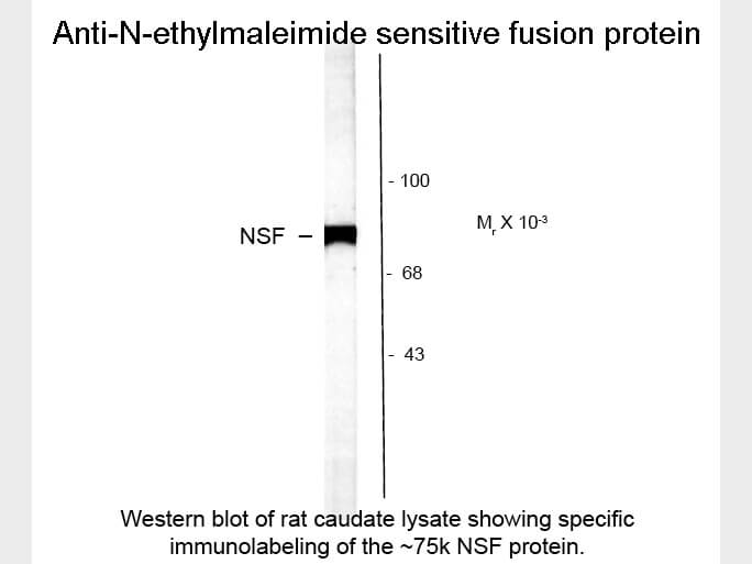 Western blot of Anti-NSF (N-ethylmaleimide sensitive fusion protein) (Rabbit) Antibody - 612-401-E01