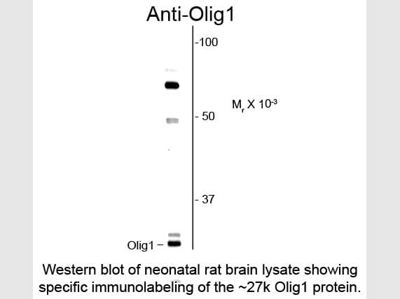 Western blot of Anti-Olig1 (Rabbit) Antibody - 200-401-E02