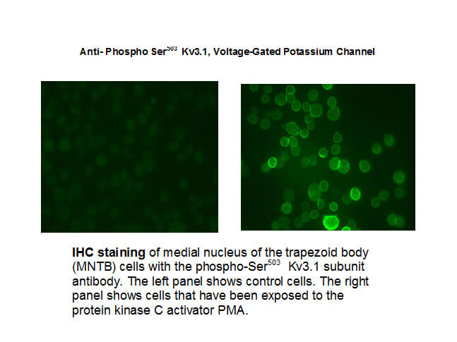 Immunohistochemical staining of Anti-Potassium Channel, Voltage-Gated, Kv3.1 pS503 (Rabbit) Antibody - 600-401-E14