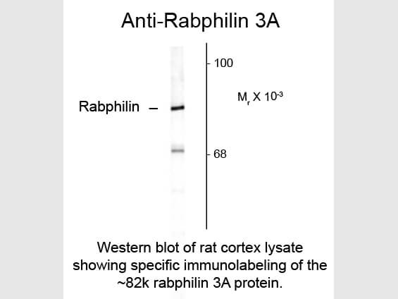 Western blot of Anti-Rabphilin 3A (Rabbit) Antibody - 612-401-E21
