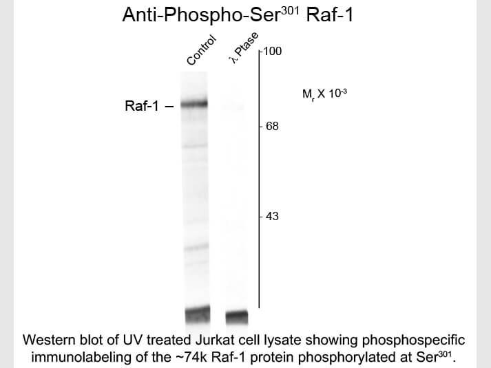 Western blot of Anti-Raf-1 pS301 (Rabbit) Antibody - 600-401-E23