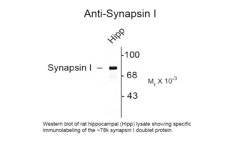 Western blot of Anti-Synapsin I (Rabbit) Antibody - 100-401-C92