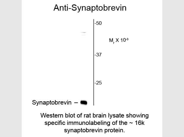 Western blot of Anti-Synaptobrevin (VAMP) (Mouse) Antibody - 200-301-E34