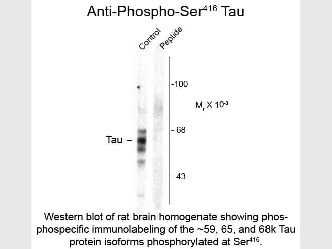 Western blot of Anti-Tau pS416 (Rabbit) Antibody - 612-401-E42