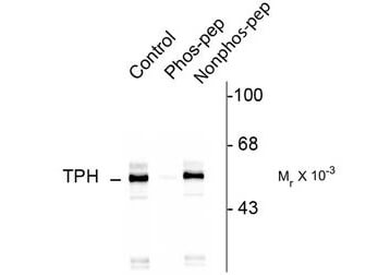Tryptophan Hydroxylase phospho S260 Antibody