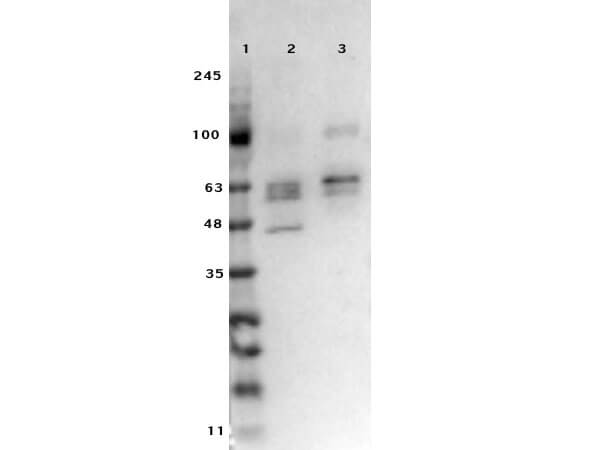 Western Blot Results of Ready to Use Rabbit Anti-SMAD3 Antibody.