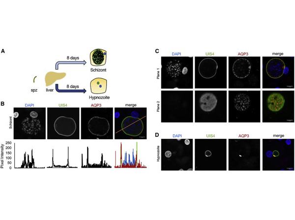 Immunofluorescence using Aquaporin 3