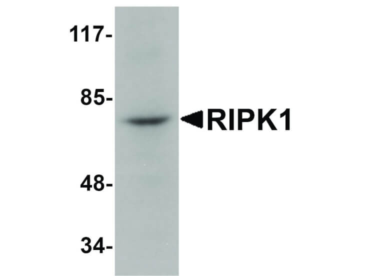 Western Blot of RIPK1 Antibody
