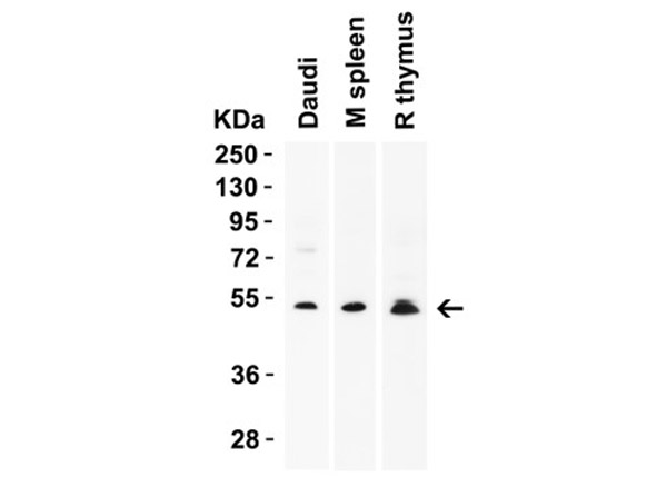 Western blot Validation of RKHD4.