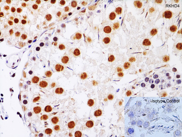Immunohistochemistry Validation of RKHD4