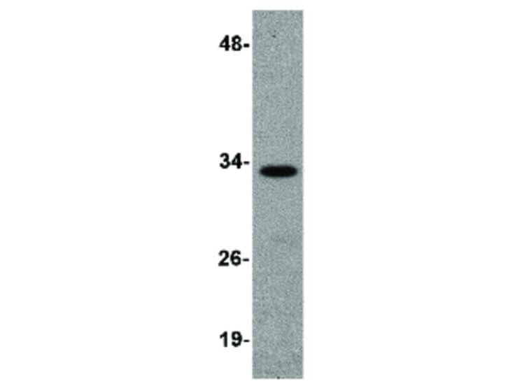 Western Blot of RNAse H2A Antibody