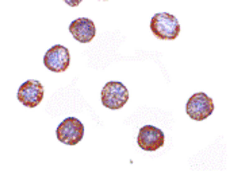 Immunocytochemistry of RNAse H2A Antibody
